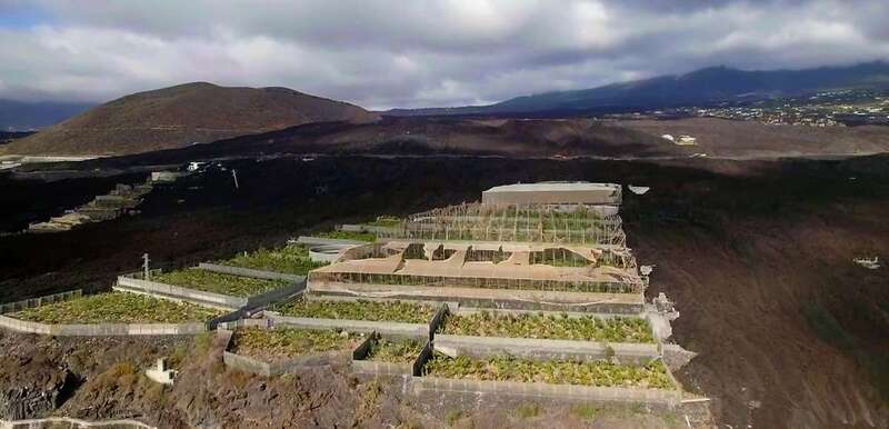 Cultivos de plataneras en La Palma/TA.